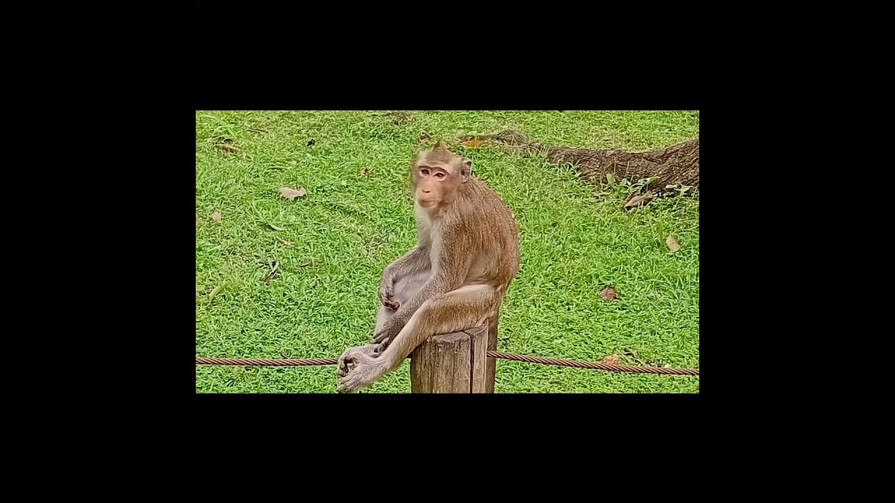 Macaque Monkeys Angkor Wat Cambodia 