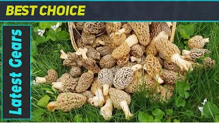 Morel Mushroom Spores In Sawdust Bag The Ultimate Grow Kit For Home Gardens