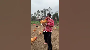 Being Pecked By A Big Rooster A Fighter Among The Roosters A Big Rooster Who Can Only Understa 