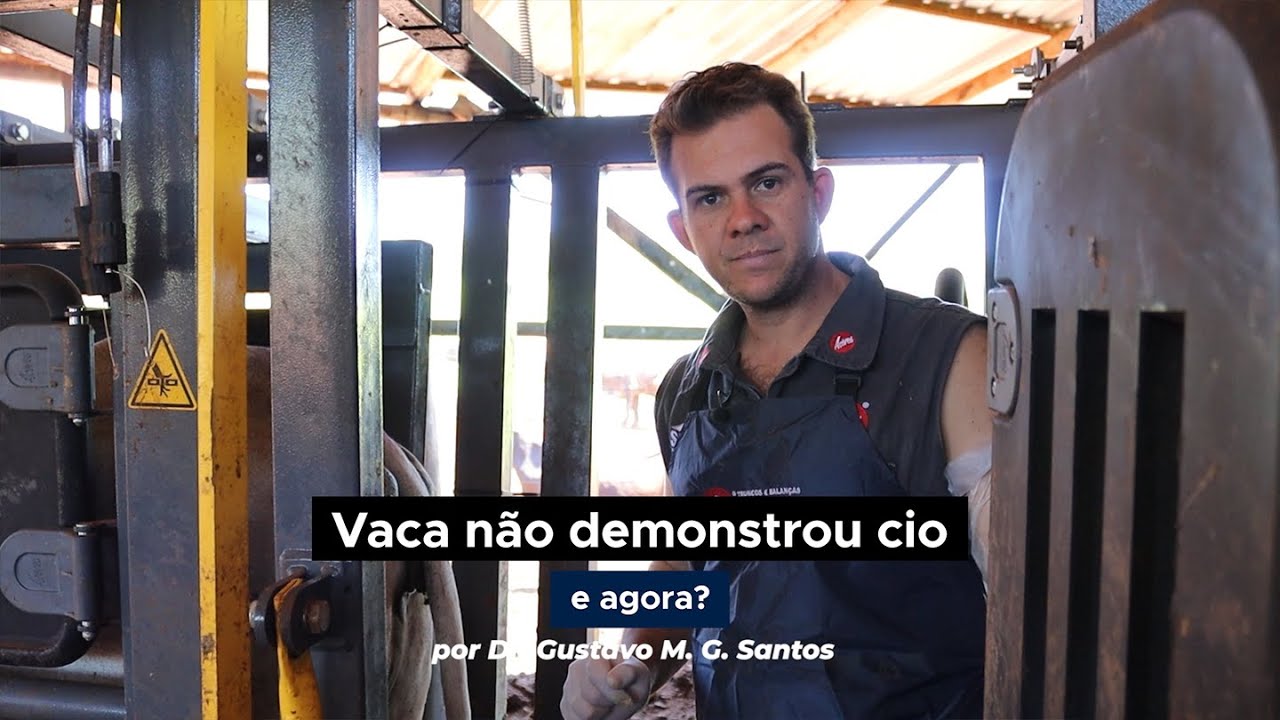 Vaca não demonstrou cio, e agora?