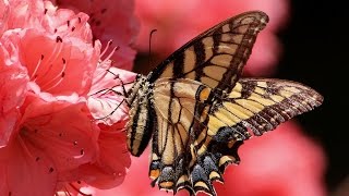 10 Hours Zen Music: Garden of Butterflies, Relaxing, Sleep, Healing and Meditation.