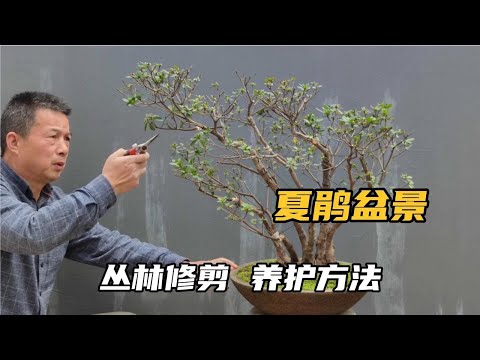 How to prune the summer cuckoo jungle bonsai夏鵑叢林盆景怎樣定型修剪，養護中要注意什麼