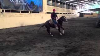 webnov6Chocolatito grey starligth 20130816 0