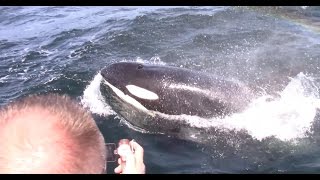 4.23.17 Orca / Killer Whale & Humpback Whales #Monterey #Adventure #Travel