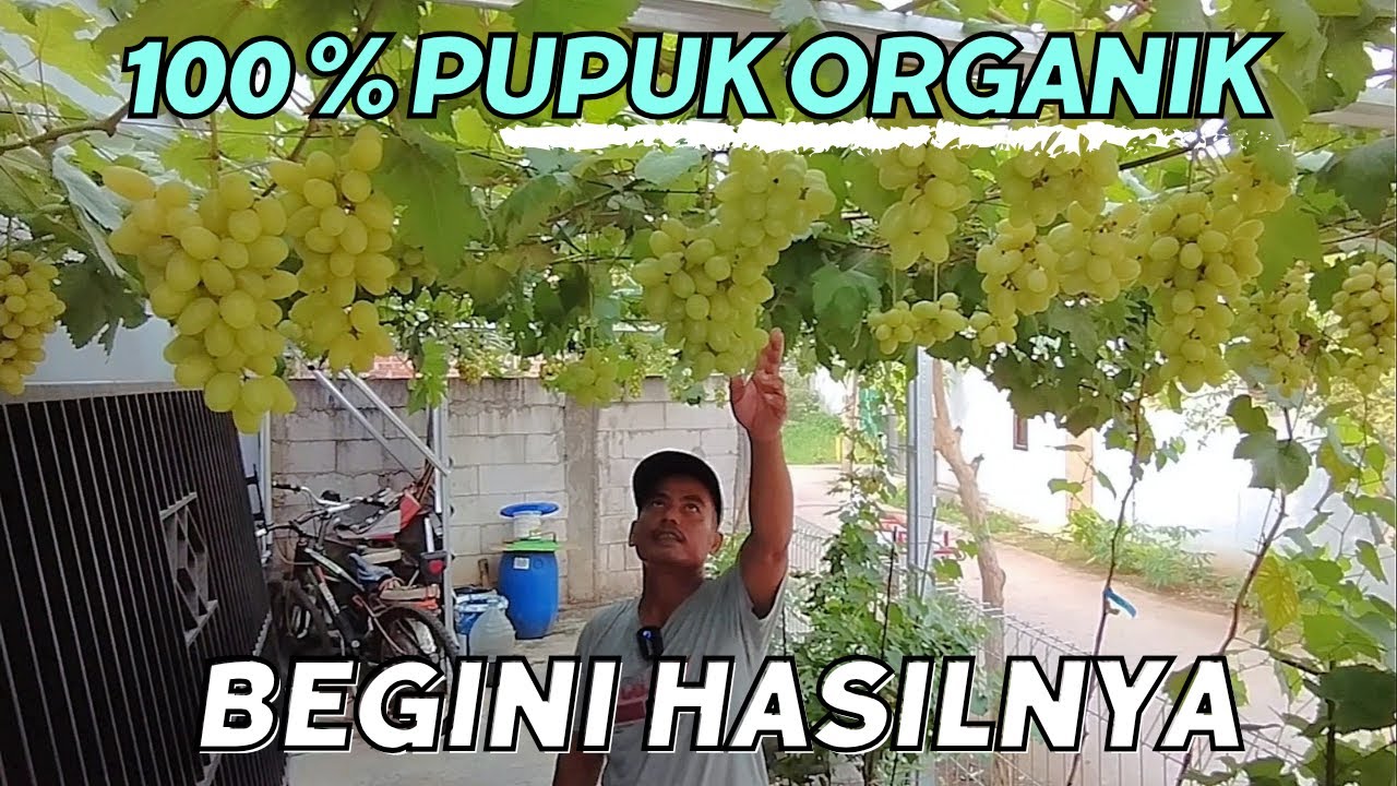 Keren! Buah Super Mewah Dengan Pupuk Organik. Mudah & Murah.