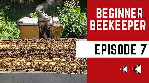 Nuc & Package Hives Inspection: Late June apiary update. Adding second box to package hive