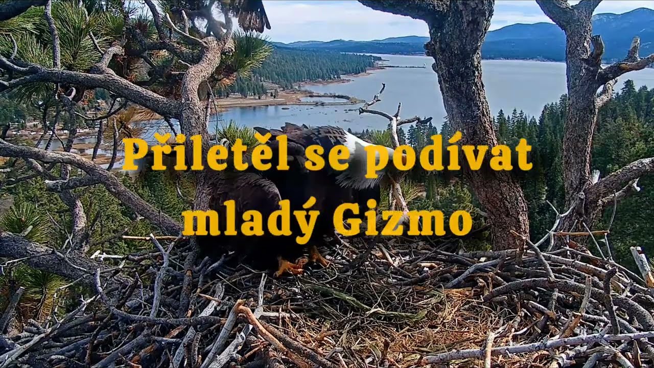 Vzácná návštěva.🦅 ( Ještě před vajíčky )❤️