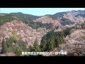 吉野山の桜 2014 下・中・上・奥千本を歩く