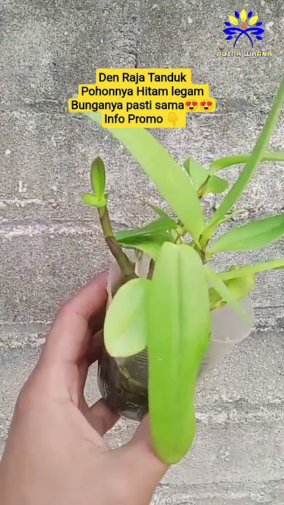 ANGGREK KOLEKSI RAJA SANGAT INDAH #orchid #anggrek #dendrobium