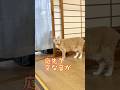 【猫和尚】パトロールとお参りどちらを優先？ #猫のいる暮らし #猫癒し #猫かわいい