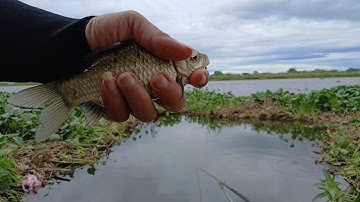  Câu Cá Diếc Mùa Đông Gần Nhà. Bí Kíp Chống Cá Con phá Mồi... và Cái Kết. #fishing #caucadiec #cauca