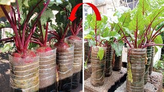 Growing beets using plastic bottles, easy steps and great results