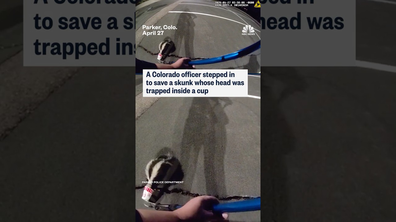 A Colorado officer stepped in to save a skunk whose head was trapped inside a cup