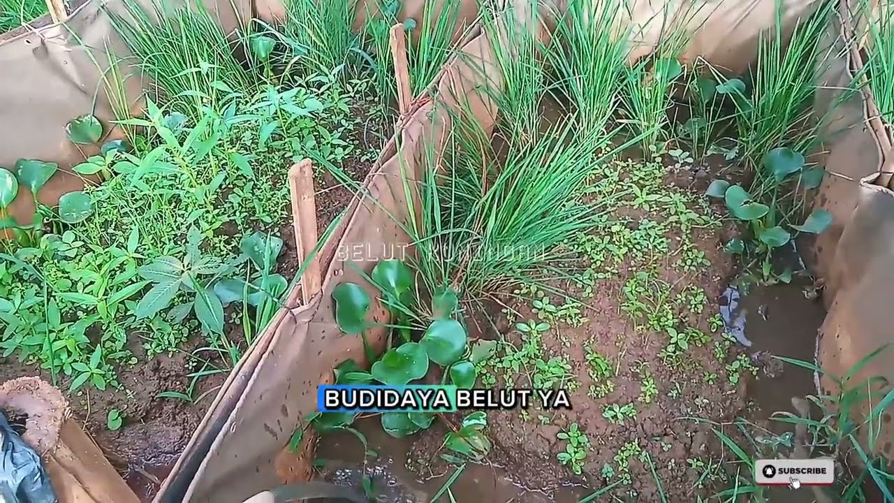 Rahasia Kolam Sehat: 