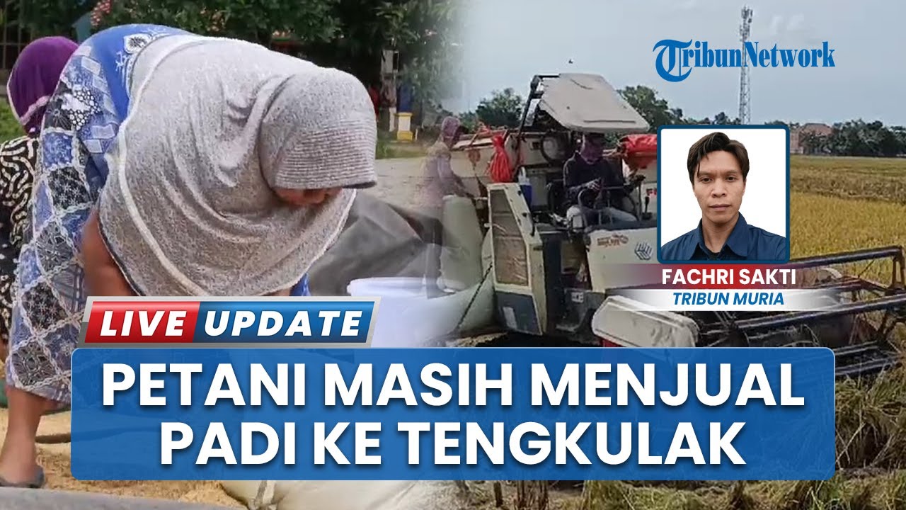 Meski Panen Raya, Petani Masih Jual Padi Harga Murah ke Tengkulak di Grobogan Jawa Tengah