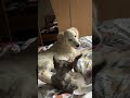 Musi trochę pozaczepiać 🤣#golden #goldenretriever #cat #devonrex