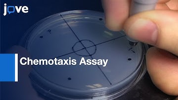 C. elegans Chemotaxis Assay l Protocol Preview