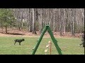 Ob3 schutzhund IPO CaneCorso k9intelligence.com Ob3 schutzhund IPO CaneCorso k9intelligence.com