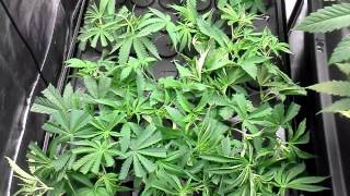 First hydro grow aeroponic set up