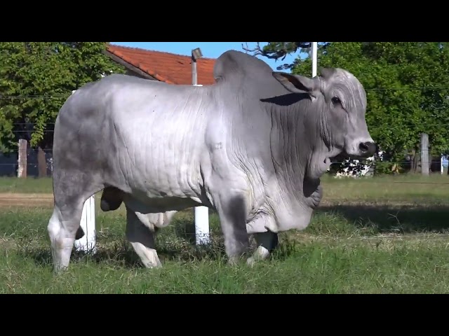 Lote 26   Leilão Touros Bela Alvorada Nelore Zan