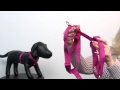 Nylon Dog Harness by Zack & Zoey - Raspberry Sorbet