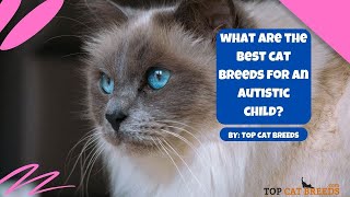 What are the Best Cat Breeds for an Autistic Child