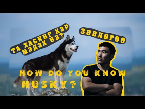 Видео: Husky гөлөгний үүлдрийн цэвэр байдлыг хэрхэн тодорхойлох вэ