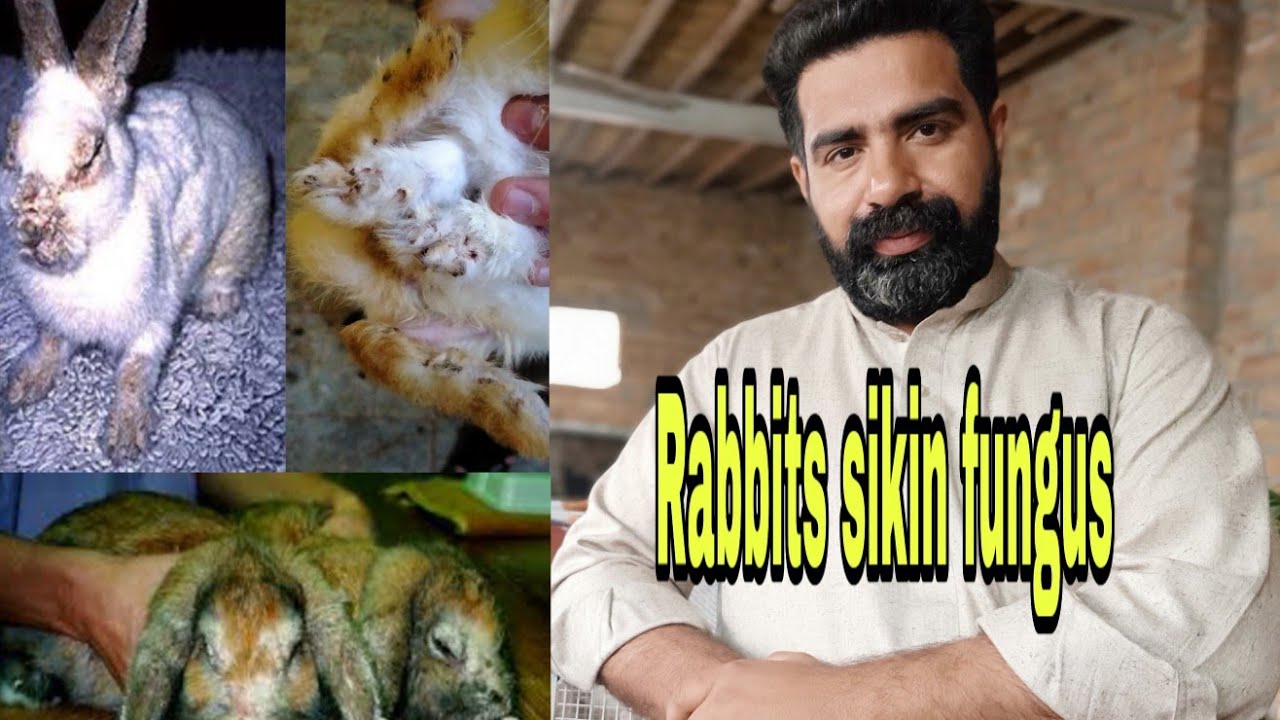 Rabbits fungus || treatment || Abbas Rabbits farm Pakistan || Peshawar ...