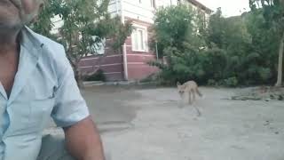 Amasyada Her Gün Beslediği Tilkilerle Arkadaş Oldu