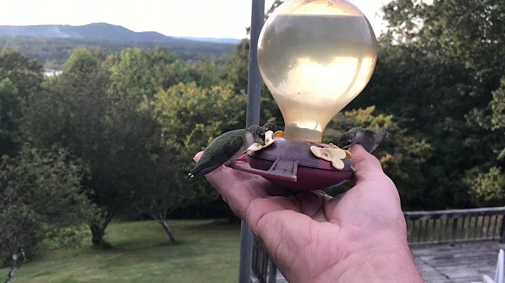 Hummingbirds on My Hand