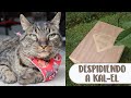 Despidiendo a nuestro gato PLANTANDO UN ÁRBOL EN SU MEMORIA │Candy Bu