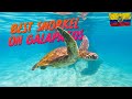 Best Snorkel Trip on the Galapagos Islands !