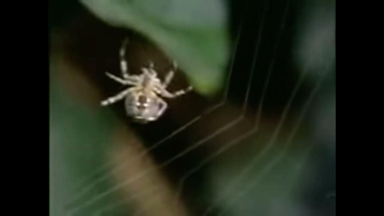 Crack Spider YouTube