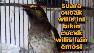 suara cucak wilis ini bikin cucak wilis lain emosi dan ikut bunyi