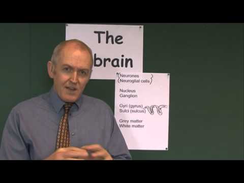 Brain 3, Brain tissues and organisation