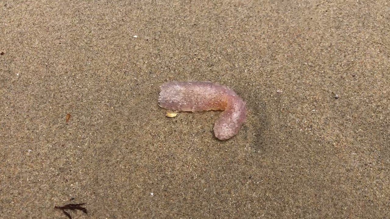 Hermosa Beach Wildlife @ Nick’s Dojo - Manhattan Beach Traditional Shotokan Karate-Do