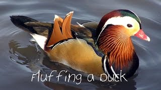 Fluffing A Duck - Kevin Macleod Minilodies