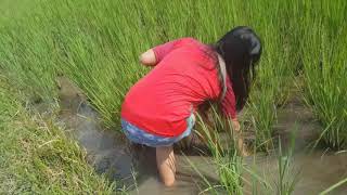 Amazing Fishing At Kampong Speu Province Khmer Traditional Fishing Khmer Net Fishing Part 3