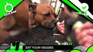 The Top User Submitted Videos of the Week 2019 - Week 5 (Vote)