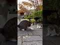 【正論】猫「もっと優しく仲介いてくれへん…？」#shorts
