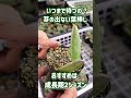S41【葉は元気だけど芽が出ない】いつまで待つ?
