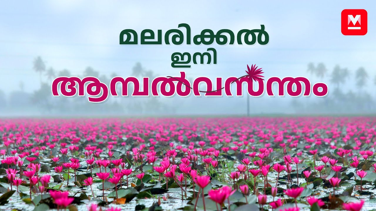 മലരിക്കലിൽ മലർവസന്തം | Malarikkal | Water Lilies | Malarikkal Ambal