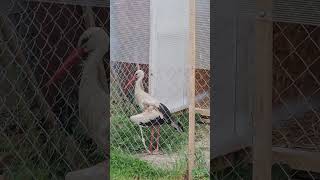 Едем на операцию #брестскийаист #животные #stork #birds #брест #аист #короткиевидео