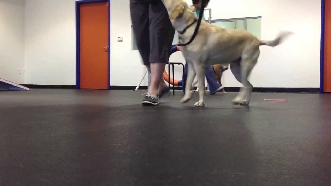 Zoom Room Campbell Obedience 2 Class Youtube