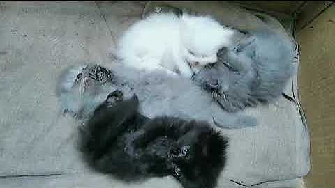 Video 9375001: himalayan kitten turkish angora, persian kitten turkish angora, persian cat turkish angora, turkish angora kitten punch, face persian kitten turkish