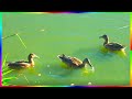 Дикие утки на городском пруду Видеозарисовки о природе 🦆