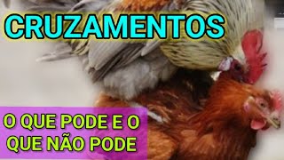 Cruzamentos. O Que Pode E O Que Não Pode.