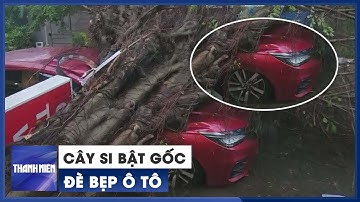 Cây si bật gốc trong chiều mưa gió, đè bẹp ô tô ở Thủ Đức