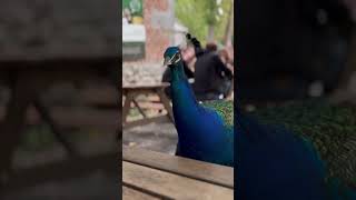 We had a special guests during our lunch in #pairidaiza #peacock #animal #zoo