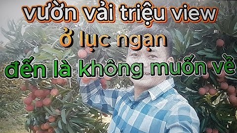 Lạc vào Vườn vải triệu view ở lục ngạn bắc giang